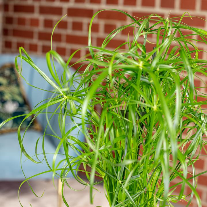 Actual product image Flowerbox Cyprus grass - Cyperus alternifolius (60 cm)
