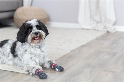 Image du produit Trixie Chaussettes pour chiens (M, L, Chaussettes pour chien)