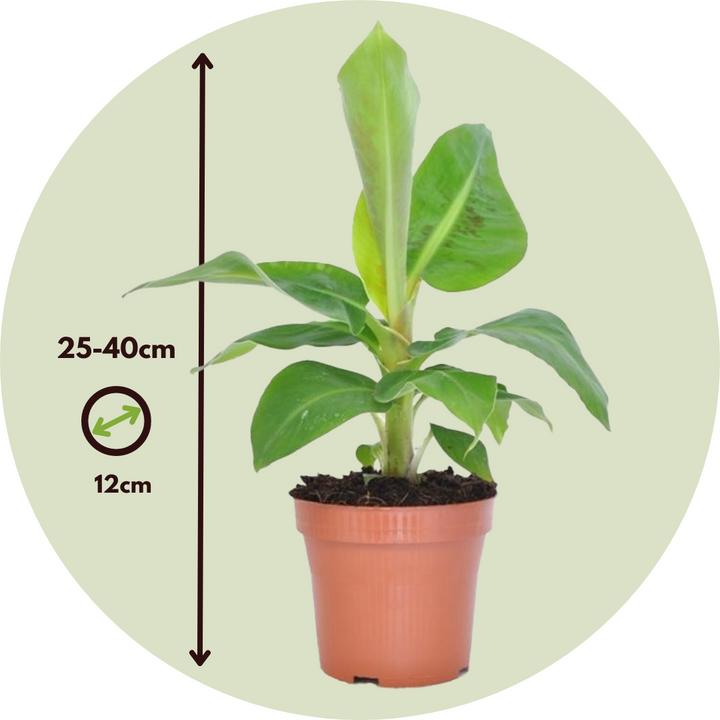 Immagine prodotto Plant in a Box Musa Orientale Nana - Set di 4 banane nane (25 cm)