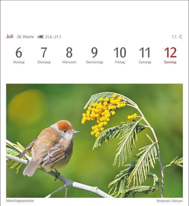 Immagine prodotto Harenberg Heimische Vögel Postkartenkalender 2026 - Wochenkalender mit 53 Postkarten (Tedesco)
