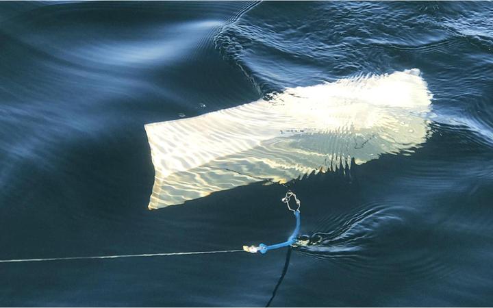 Immagine prodotto Perlmutt-Spangen Gomma assorbente per downrigger d'alto mare e cani subacquei