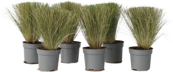 Produktbild Plant in a Box Stipa tenuifolia 'Pony Tails' - 6er Set Zier Federgras (20 cm)