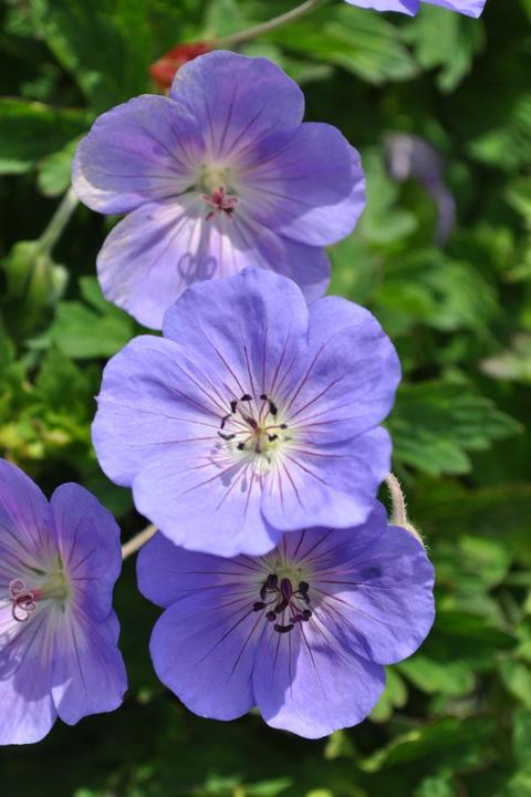 Produktbild Säntispracht Der starkwüchsige Storchschnabel - Geranium pratense 'Rozanne' (40 cm)