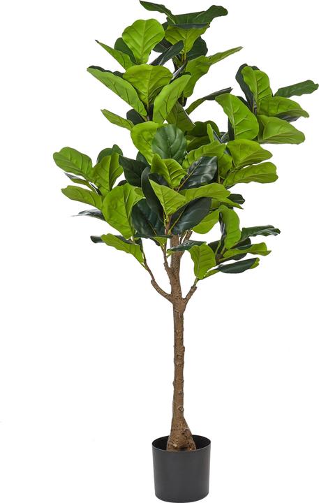 Produktbild Beliani Fig Tree (162 cm)
