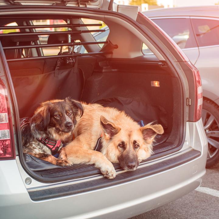 Actual product image Relaxdays Protective Car Seat Cover for Dogs (Dog)
