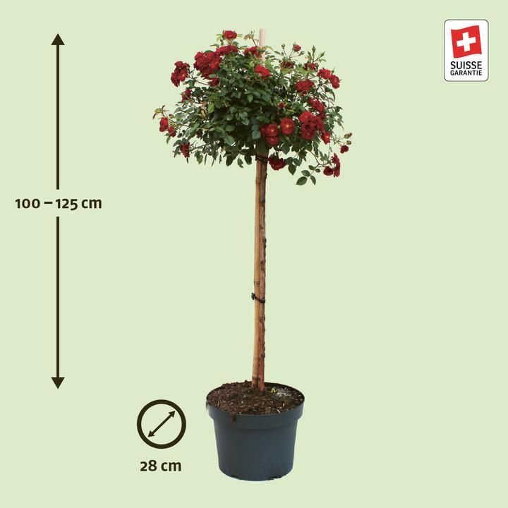 Produktbild Zulauf Bodendeckerrose / Rosa 'Red Fairy' (100 cm)