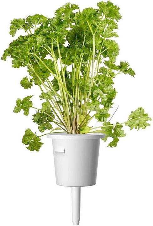 Actual product image Click and Grow Substrate capsule curly parsley (Herb seeds)