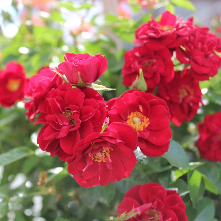 Produktbild Zulauf Bodendeckerrose / Rosa 'Red Fairy' (100 cm)
