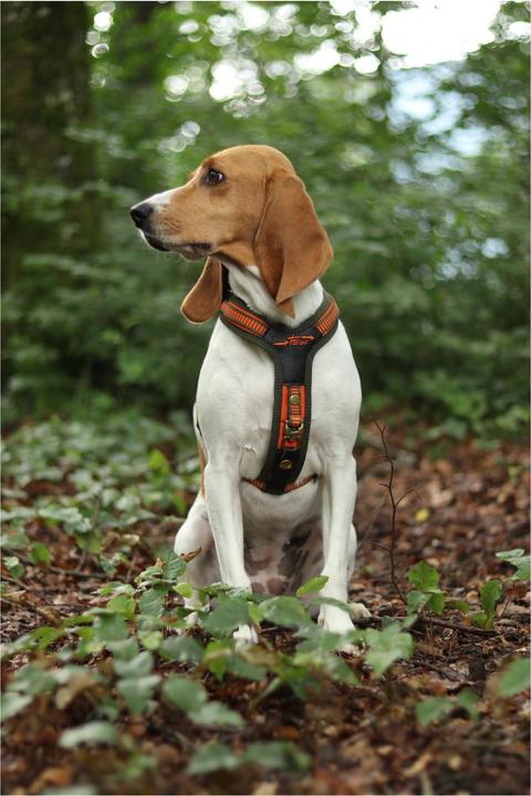 Produktbild Niggeloh Hundeführgeschirr Follow (XL, Hund, Hundesport)