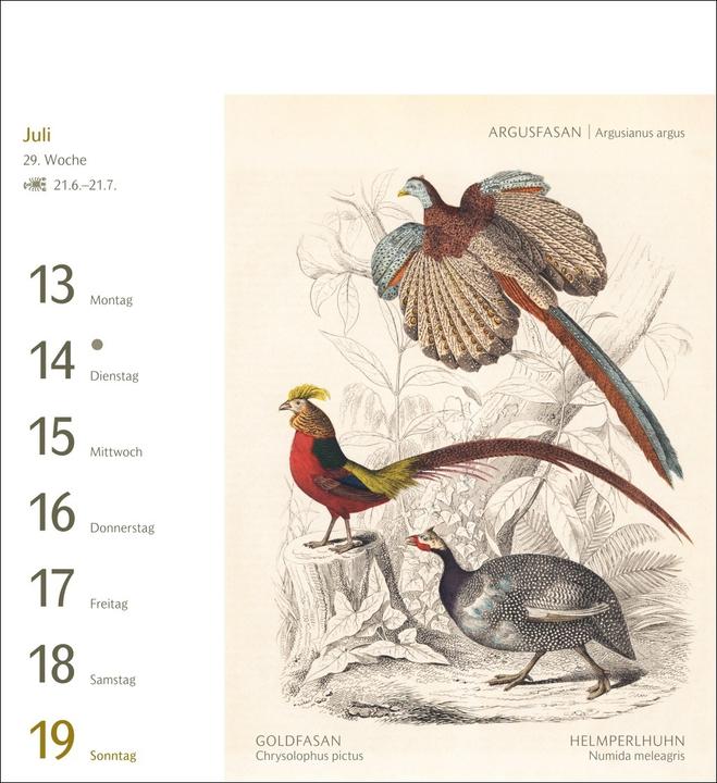 Actual product image Harenberg Vögel Postkartenkalender 2026 - Postkartenkalender mit 53 historischen Zeichnungen (Hardcover, German)