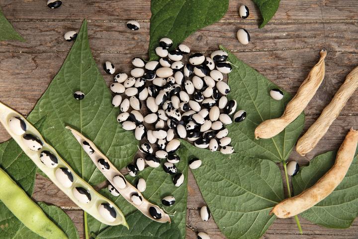 Image du produit Zollinger Bio Haricot de méditation, Yin et Yang (Starazagorsky) (Graines de plantes)