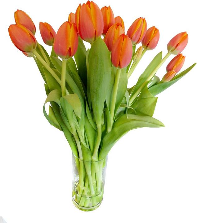 Rutishauser Blumen Tulipes (Fleurs coupées)