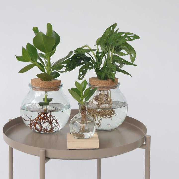 Produktbild Plant in a Box Monstera Adansonii 'Monkey Mask' - Fensterblatt in Glas (35 cm)
