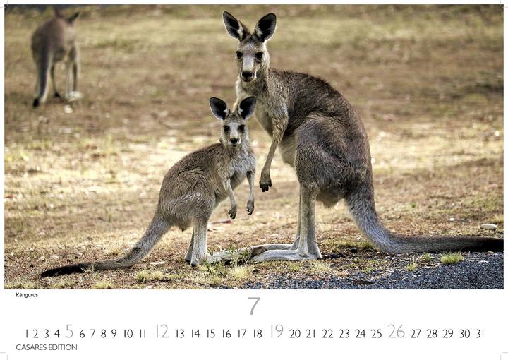Produktbild Australien 2026 L 35x50cm (35 x 50 cm, Deutsch)