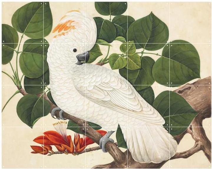 Ixxi Cockatoo (80 x 100 cm)