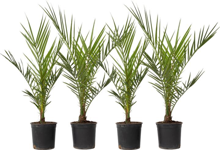 Produktbild Plant in a Box Phoenix canariensis - 4er Set Kanarische Dattelpalme (50 cm)