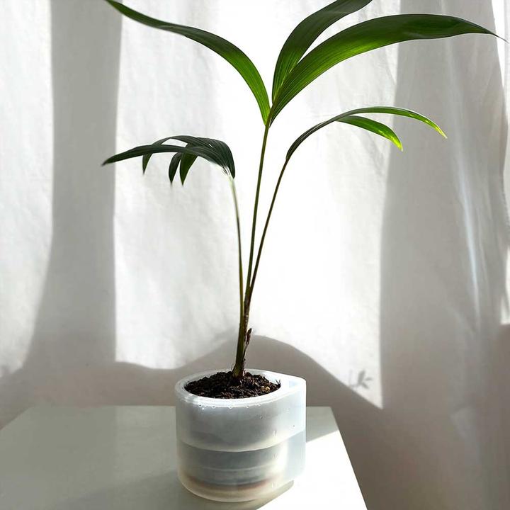 Produktbild boskke Till Planter, Transparenter Planzentopf mit Selbstbewässerung