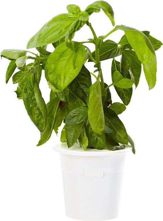 Actual product image Click and Grow Basil (Herb seeds)