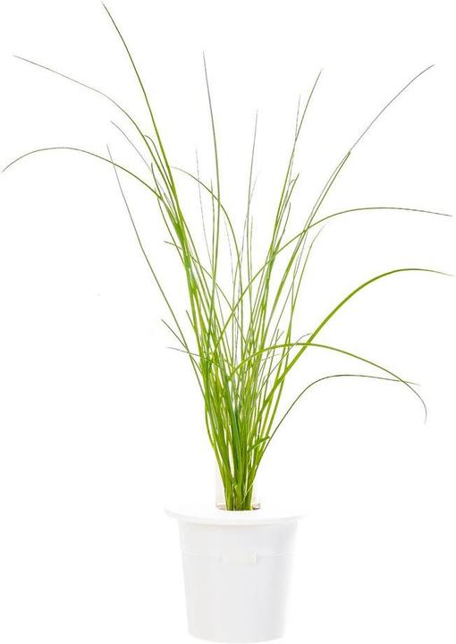 Produktbild Click and Grow Chives (Kräutersamen)