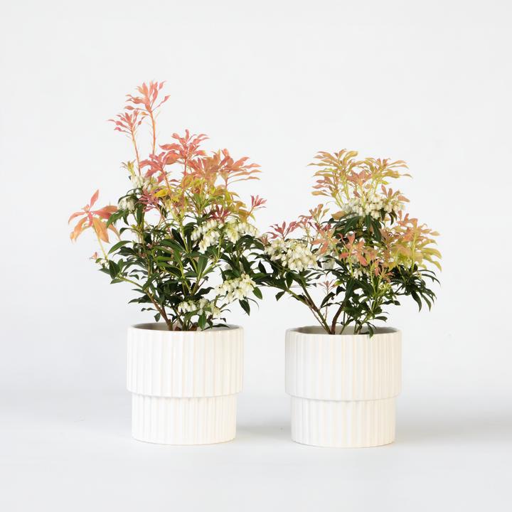 Produktbild Plant in a Box Pieris 'Forest Flame' - 2er Set Schattenglöckchen (25 cm)