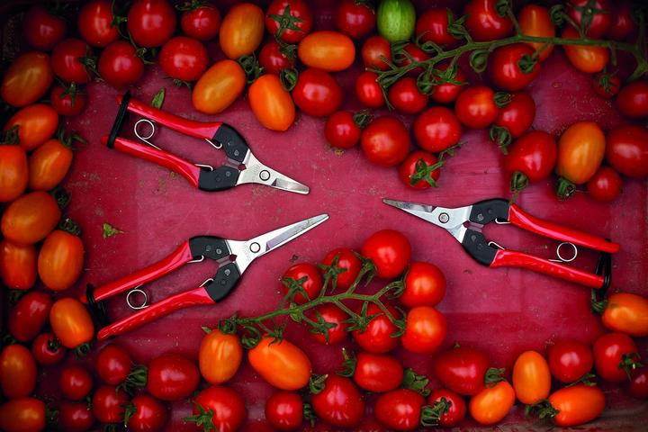 Produktbild Felco Blumenschere