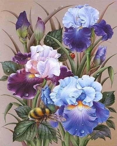 NoName Malen nach Zahlen - 40x50cm Iris