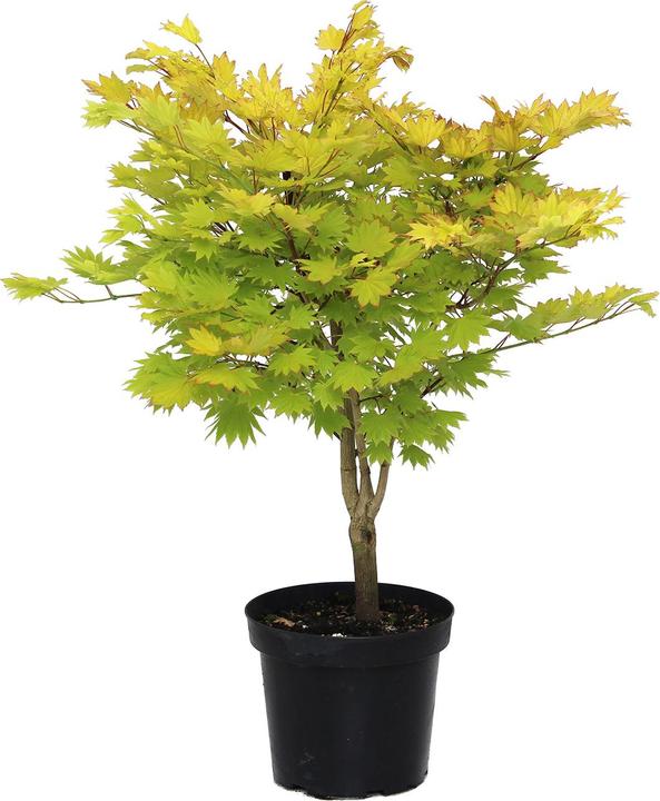 Zulauf Japanischer Fächer-Ahorn / Acer shirasawanum 'Aureum' (60 cm)