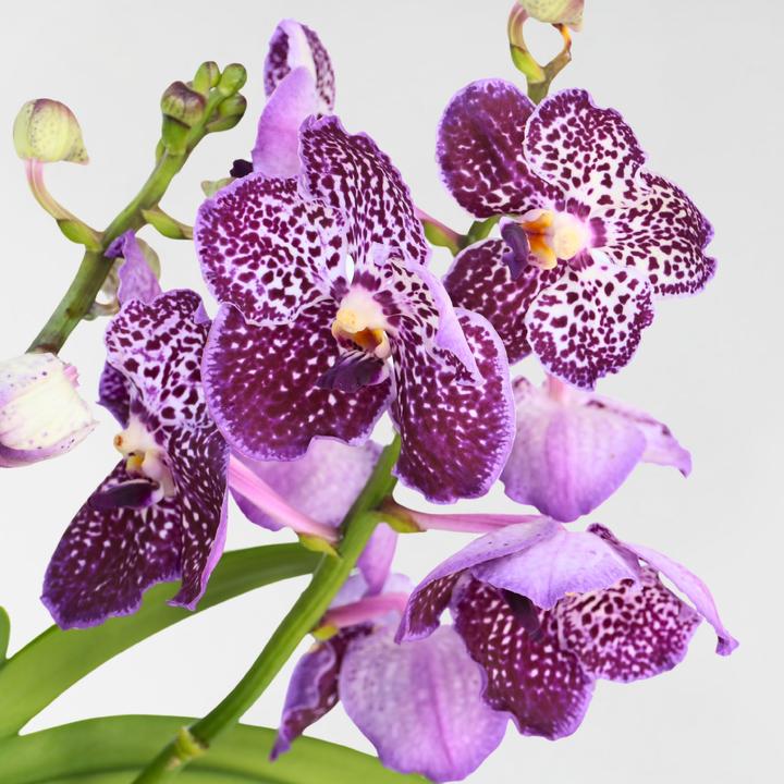 Produktbild Plant in a Box Vanda 'Lila' - Orchidee (60 cm)