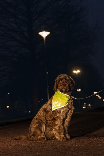 Actual product image Beeztees Safety Gear Bandana Chiny (L, Dog, Dog sport)