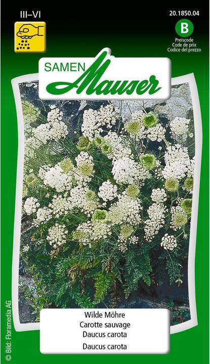 Actual product image Samen Mauser Wild Carrot (Vegetable seeds)