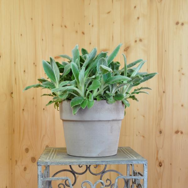 Produktbild Säntispracht Der silbrige Wollziest im Übertopf - Stachys byzantina Sheila McQueen (60 cm)