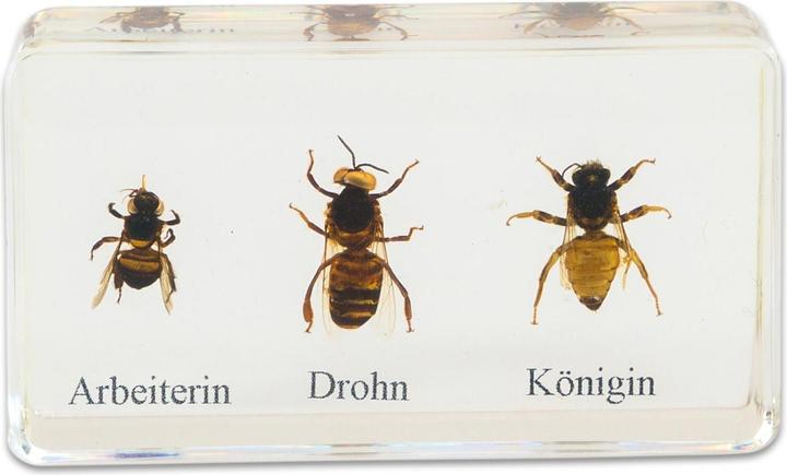 Produktbild Betzold Lebenszyklus Honigbiene, Kunstglasblöcke