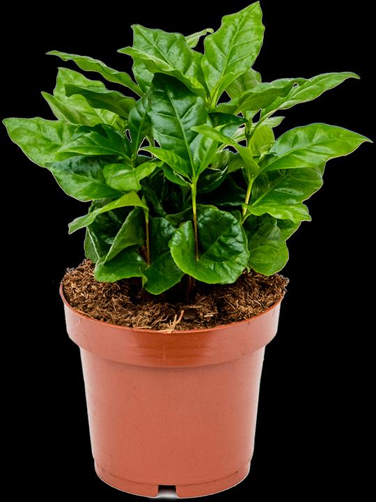Actual product image Mahaloplants Coffea arabica (25 cm, Animal friendly)