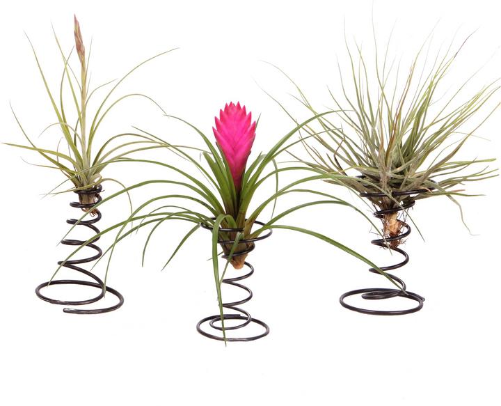 Produktbild Plant in a Box Tillandsia - 3er Mischung Tillandsien auf dekorativen Spirale (5 cm)