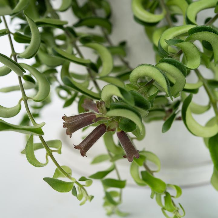 Actual product image Plant in a Box Aeschynantus Twister - Set of 2 Twister Plant (20 cm)