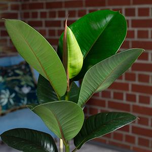 Actual product image Flowerbox Ficus elastica "Robusta" (50 cm)