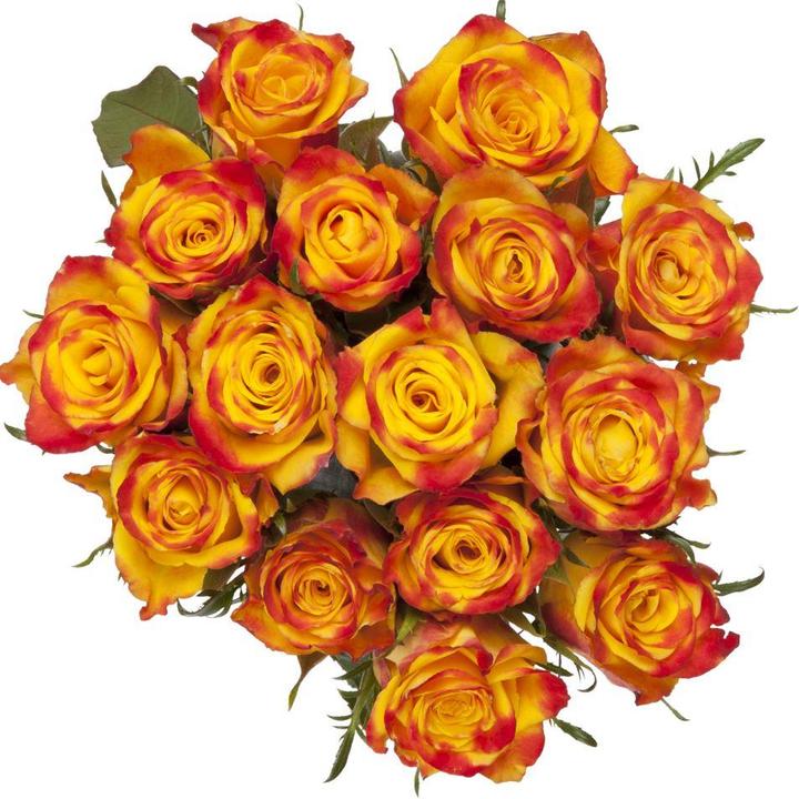 Rose dell'Ecuador 14 pezzi 60cm arancione (Fiori recisi)