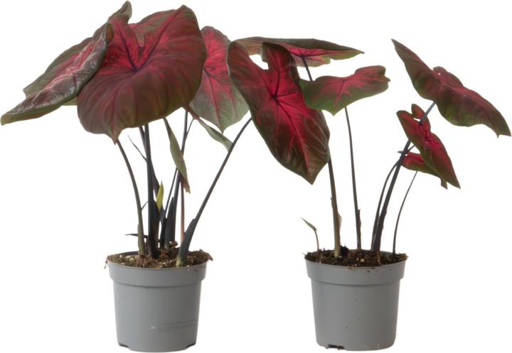 Actual product image Plant in a Box Caladium Postman Joyner - Set of 2 Arum (25 cm)