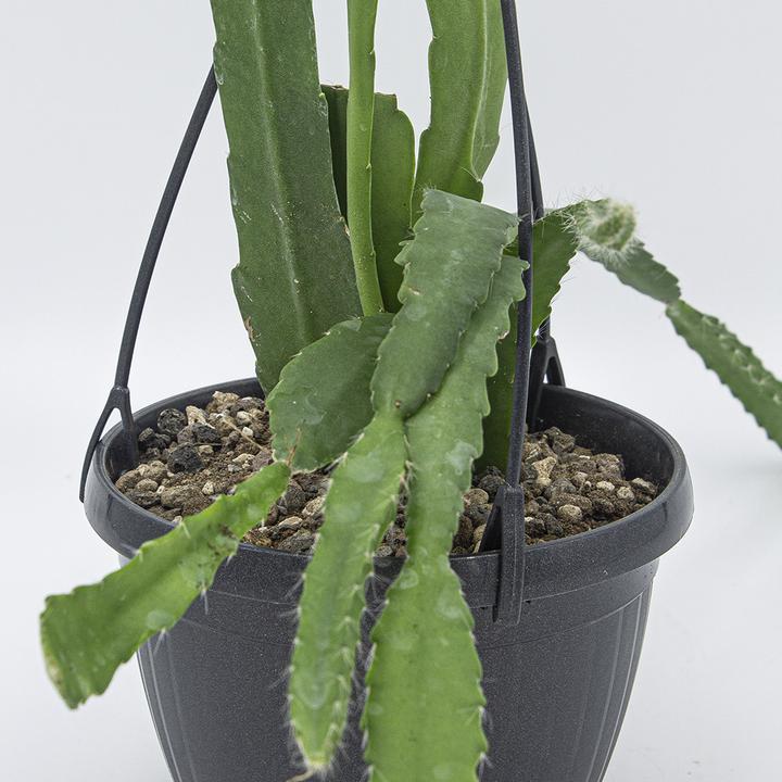 Produktbild Kakteen Gautschi Epiphyllum weisse Blüte (45 cm)