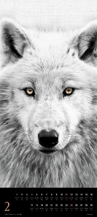 Actual product image Animals 2024 (30 x 30 cm, Hardcover, Spanish, French, Italian, Polish, English, Dutch, Czech, German)