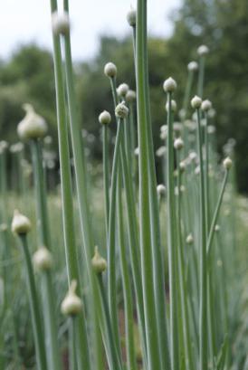Produktbild Sonnentor Knoblauch Granulat (40 g)