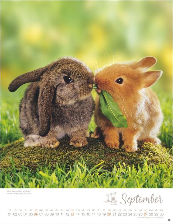 Image du produit Kaninchenkinder Posterkalender 2026 (34 x 44 cm, Couverture rigide, Allemand)