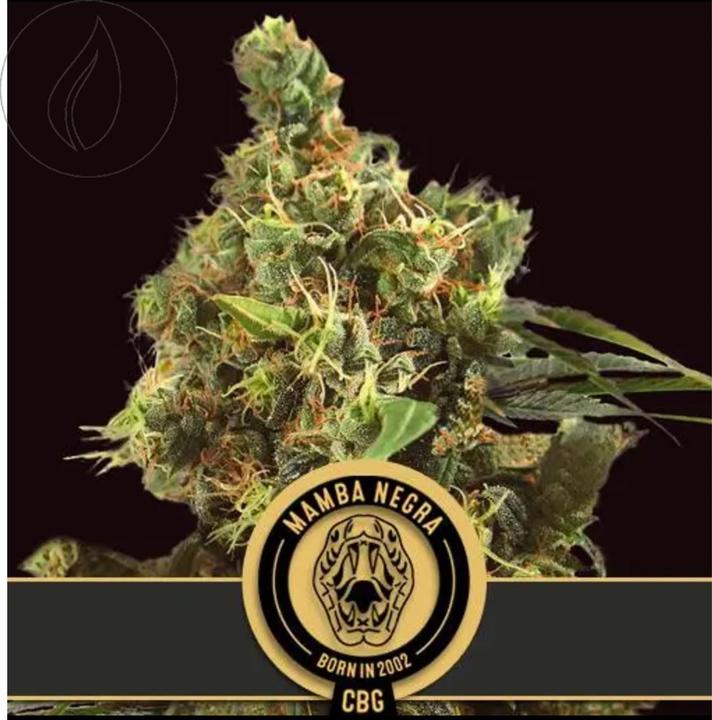 Image du produit JYM's BlimBurn Seeds Mamba Negra Fem. CBG 3Pcs (Graines de plantes)