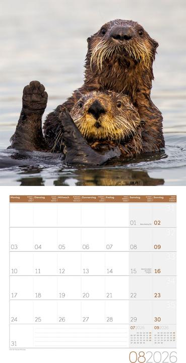 Produktbild Otter Kalender 2026 - 30x30 (30 x 30 cm, Harter Einband, Deutsch)