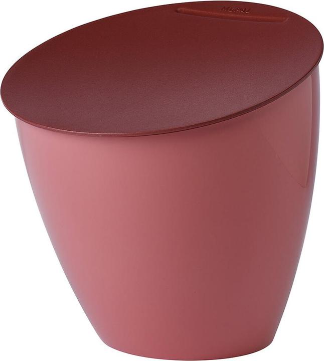 Malva vivace