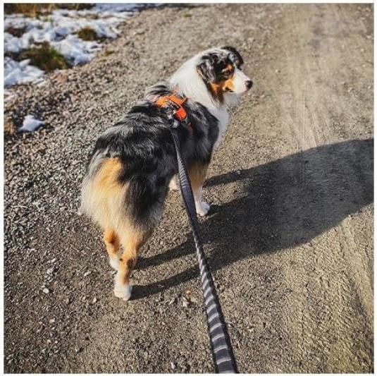Actual product image Non-Stop Dogwear Bungee Touring Leash 23mm (XXL, Dog, General)
