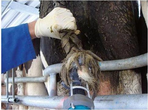 Image du produit Magni Kerbl Tail Trimmer Tailwell II