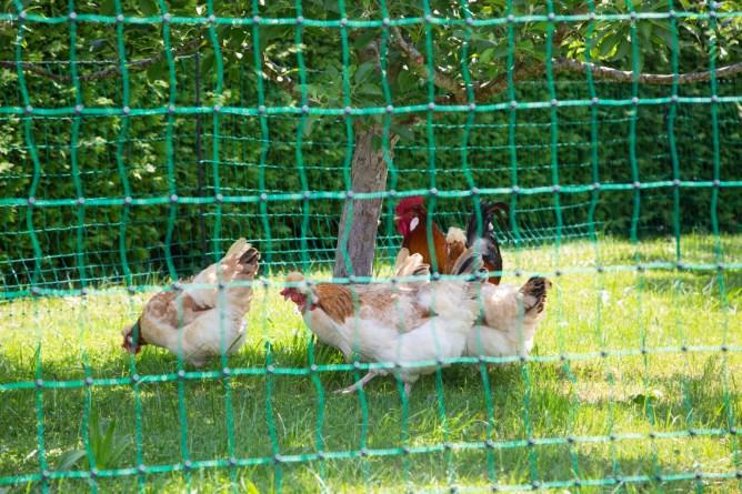 Image du produit Kerbl PoultryNet