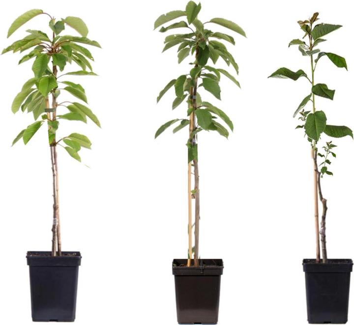 Image du produit Plant in a Box Malus 'Braeburn', 'Golden Delicious', 'Malus Gala' - Mélange de 3 arbres fruitiers (60 cm)