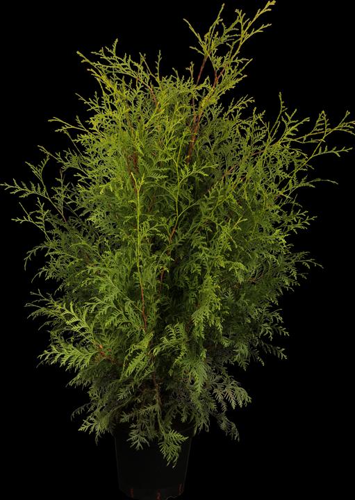 Produktbild Thuja occidentalis Brabant (150 cm)